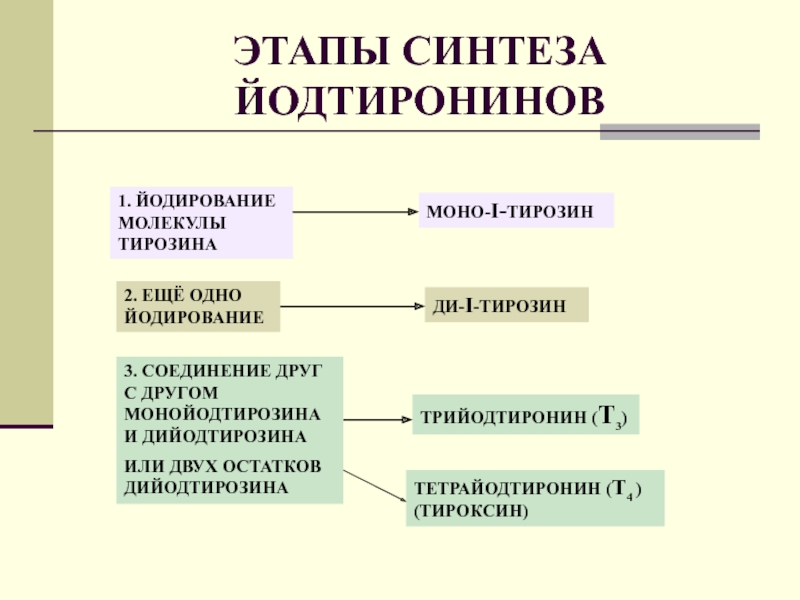 Описание синтеза. Схема регуляции синтеза йодтиронинов. Этапы синтеза тироксина. Этапы синтеза йодтиронинов. Синтез йодтиронинов биохимия.