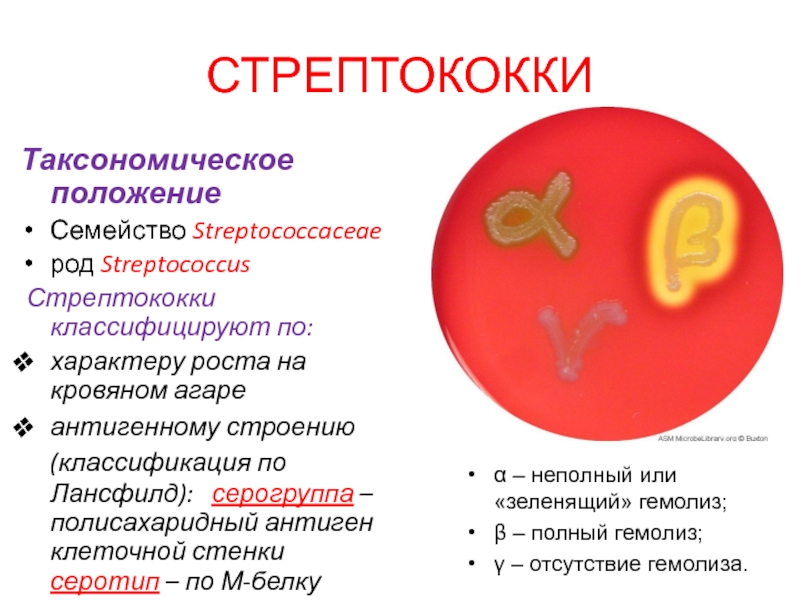 Альфа гемолиз. Гемолитический стрептококк Streptococcus haemolyticus. Бета гемолиз стрептококков.