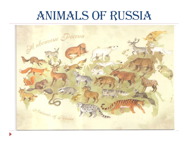 Animals of Russia