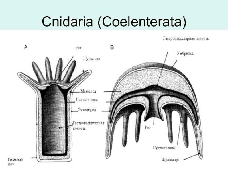 Cnidaria (Coelenterata)