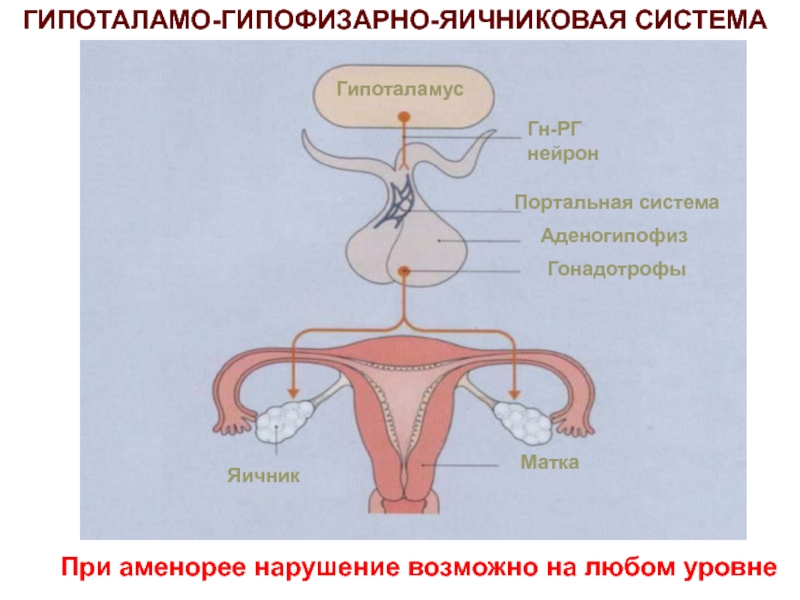 Предполагаемое нарушение. Гипоталамус-гипофиз-яичниковая система. Гипофизарно яичниковая система. Гипоталамо гипофизарная система яичников. Гипоталамо яичниковая система.