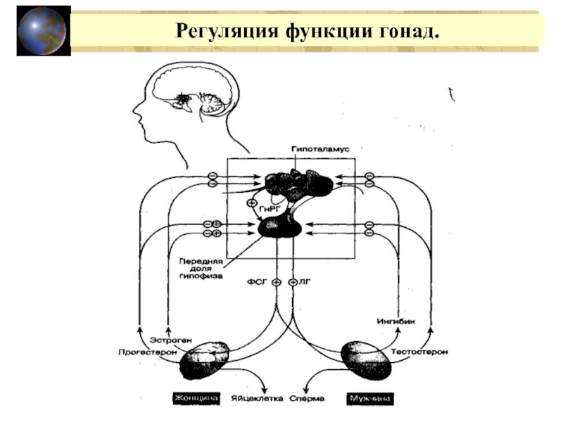 Система регуляции человека. Системная регуляция функций. Регуляция взора. Регуляция простаты. Регуляционная функция.