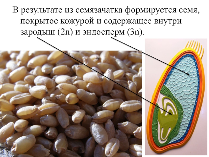 Эндосперм семени образуется в результате. Эндосперм Покров семязачатка. Зародыш семени пшеницы. Эндосперм семени. Эндосперм пшеницы.