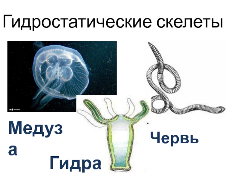 Движение организмов картинки