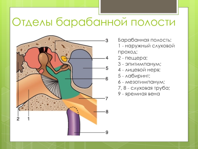 Подпишите обозначения к рисунку среднего уха