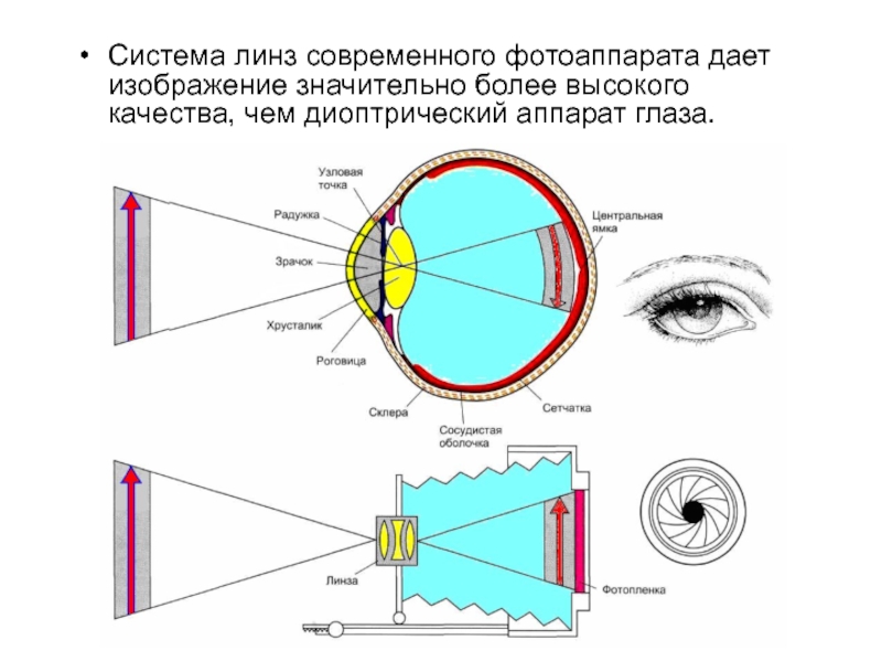 Какое изображение дает глаз