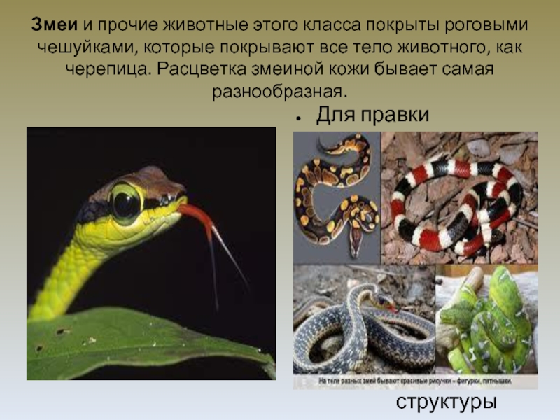 Змеи и прочие животные этого класса покрыты роговыми чешуйками, которые покрывают все тело животного, как черепица. Расцветка
