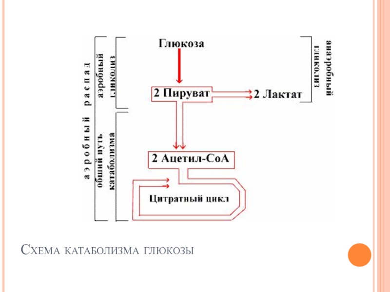 Схема катаболизма глюкозы