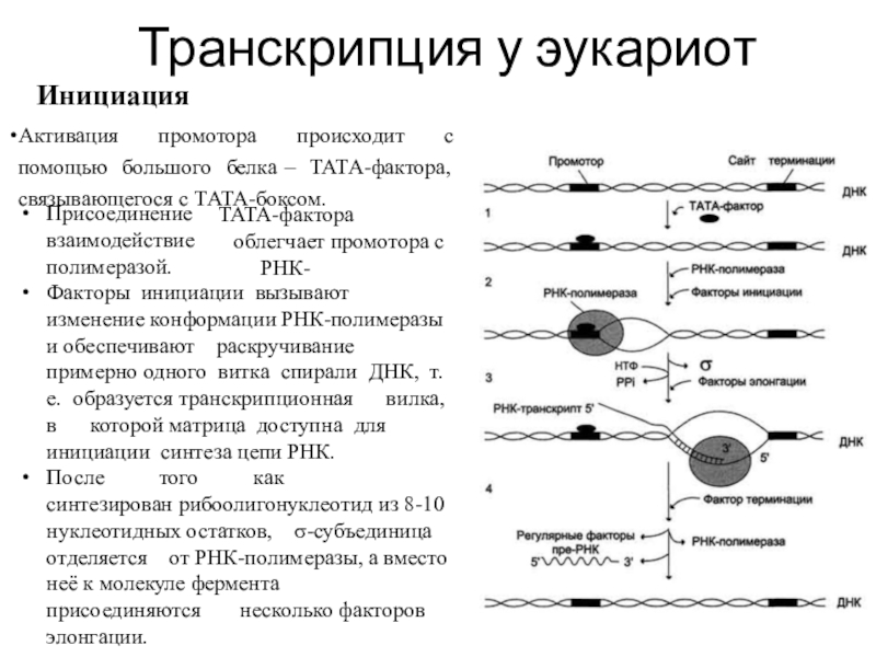 Схема строения гена эукариот