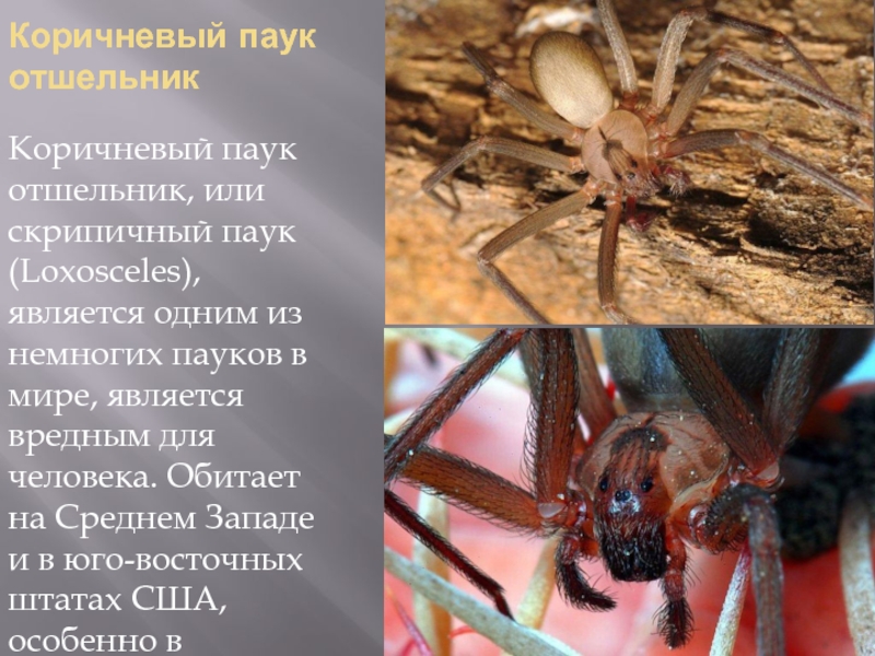 Коричневый паук отшельник Коричневый паук отшельник, или скрипичный паук (Loxosceles), является одним из немногих пауков в мире,