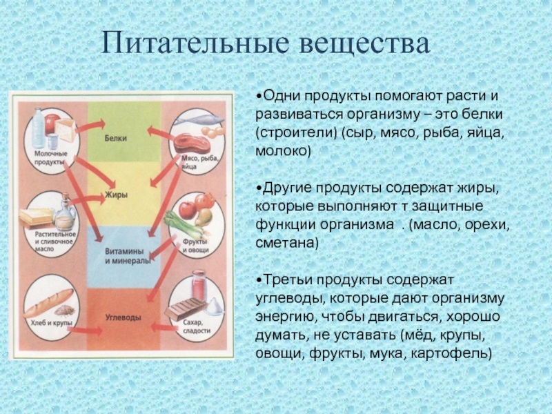 Какие вещества пищи