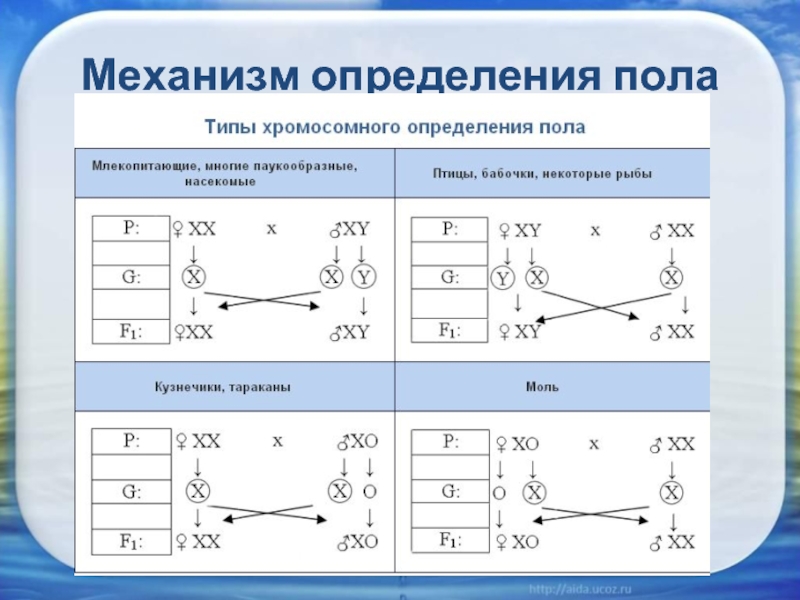 Пол механизм. Механизм определения пола биология 9 класс.