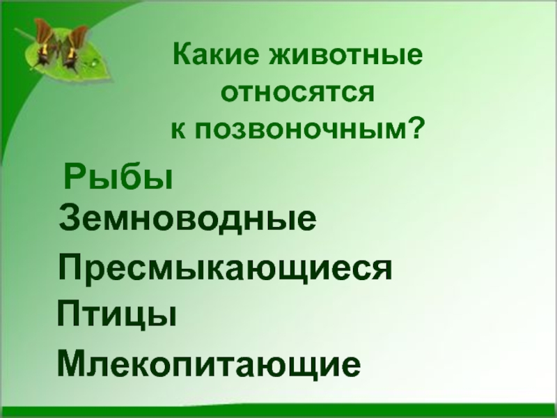 Позвоночные животные презентация. К позвоночным животным относятся. К позвоночным не относятся. К позвоночным животным не относят.