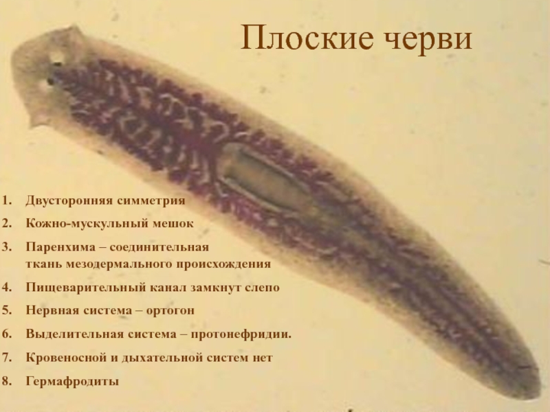Плоские черви
Двусторонняя симметрия
Кожно-мускульный мешок
Паренхима –