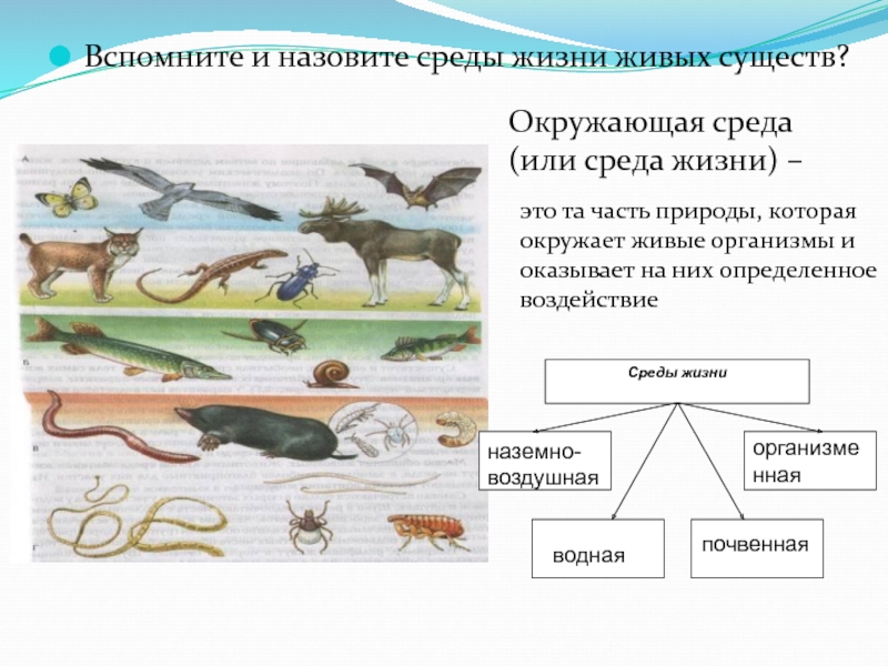 Схема среда обитания организмов