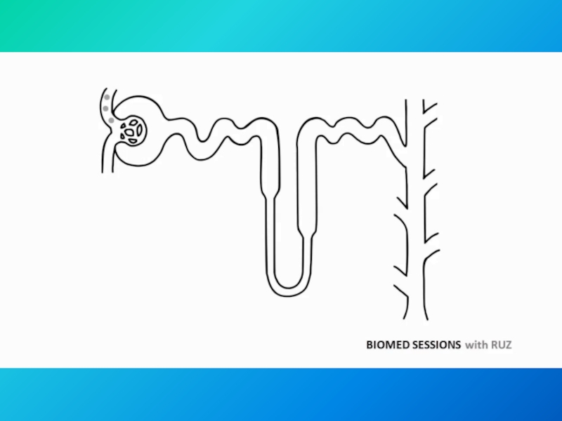 Строение нефрона рисунок черно белый