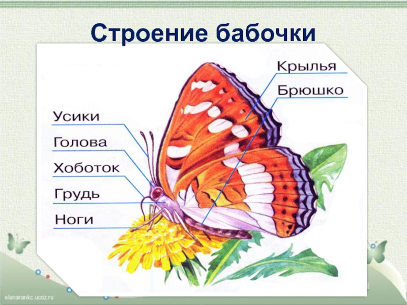 Брюшко. Строение бабочки 7 класс биология. Брюшко бабочки строение. Внешнее и внутреннее строение бабочки. Строение бабочек биология внутреннее.