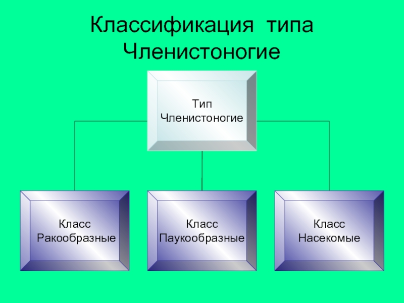 Членистоногие классификация схема