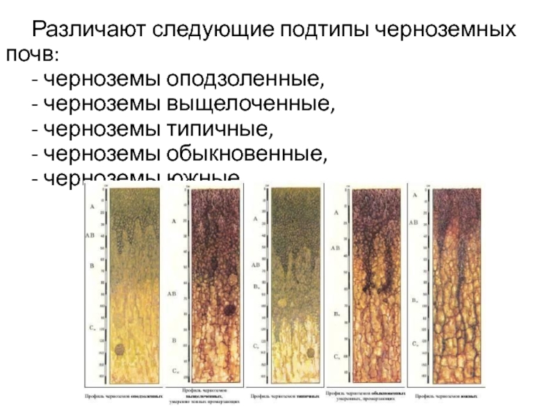 Установи соответствие между почвами. Профиль почвы чернозема выщелоченного. Почвенный профиль чернозема оподзоленного. Черноземы оподзоленные почвы профиль. Чернозём выщелоченный почва в разрезе.