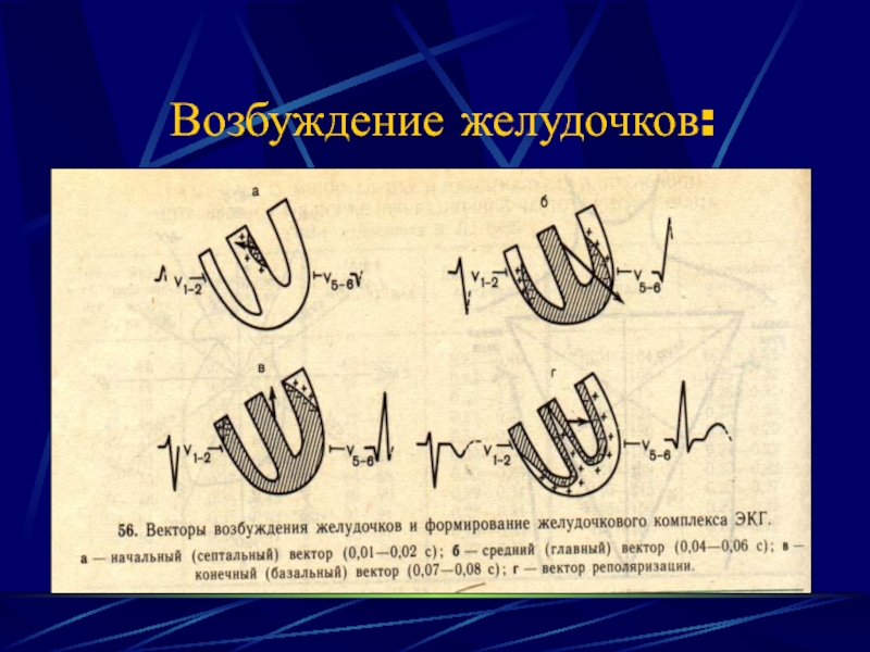 Возбуждение сердца. Возбуждение желудочков. Возбуждение желудочков сердца. Векторы возбуждения желудочков. Распространение возбуждения по желудочкам.