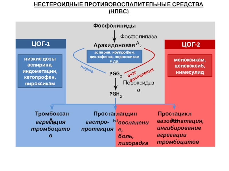 Цог 2. Ингибиторы фосфолипазы а2 препараты. Фосфолипаза а2 ингибиторы. Ингибирование ЦОГ 2 И ЦОГ 1. Ингибитор фосфолипазы а2.