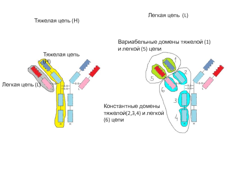 Домены антител. Вариабельный домен антитела. Вариабельный и константный домены. Константные и вариабельные домены иммуноглобулинов. Вариабельные домены.