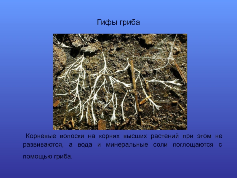 Корневой гриб. Корни грибов. Волоски на корнях растений. Грибы на корнях растений.