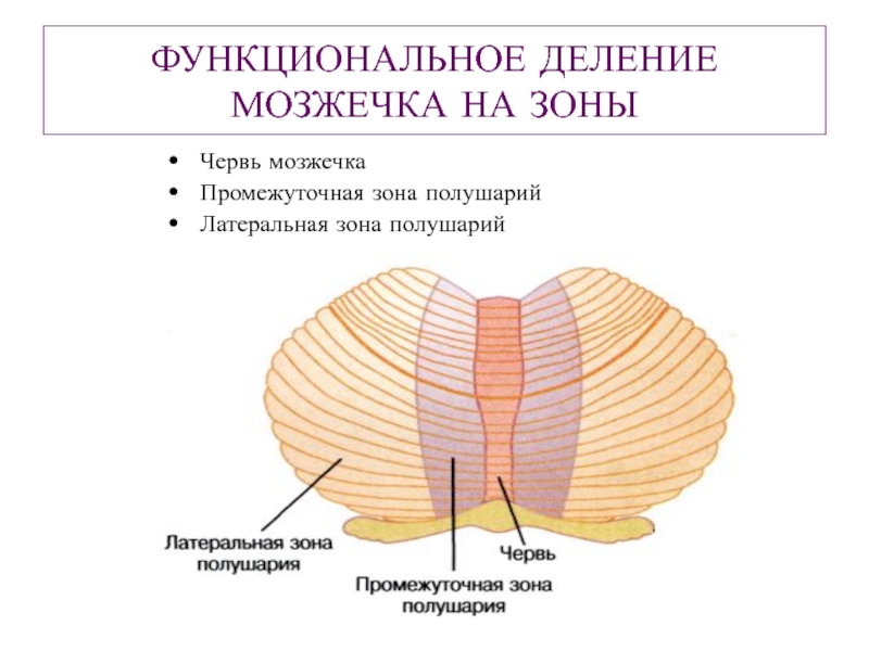 Ткань мозжечка. Мозжечок анатомия функции. Морфофункциональная организация мозжечка. Ядра мозжечка схема. Мозжечок строение и функции физиология.