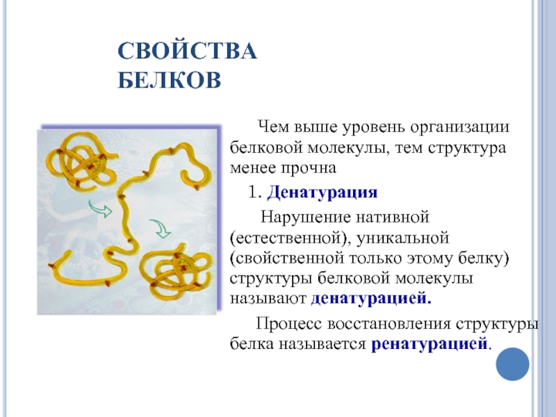 Процессы денатурации белка