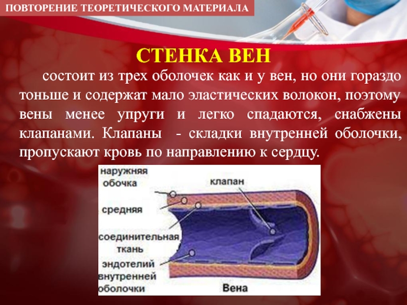 Вены стенки состоят