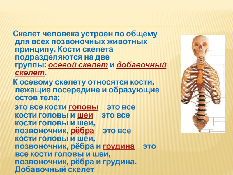 К добавочному скелету человека относятся. Скелет человека. Осевая часть скелета.