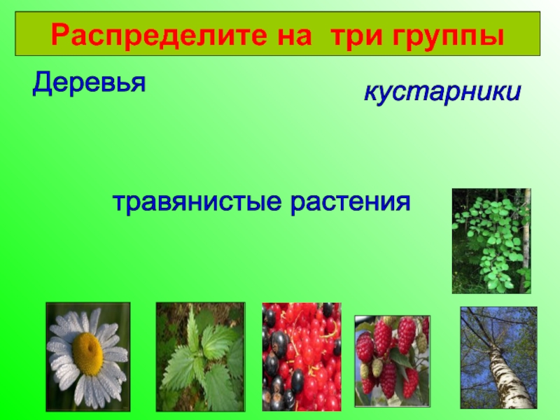 Каких цветов бывают растения. Какие бывают растения. Группы растений бывают. Какие бывают растения 2 класс. Распредели растения на две группы..