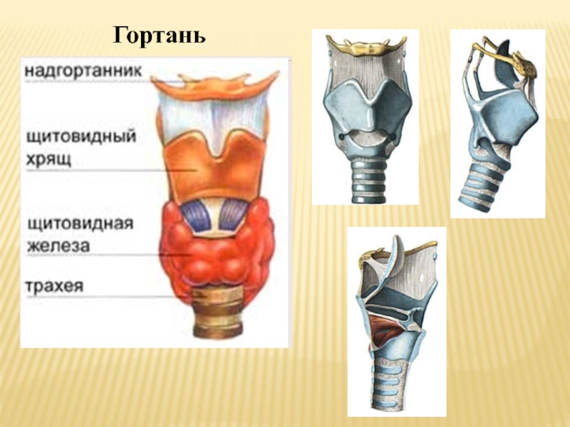 Кадык это хрящ. Строение щитовидного хряща. Подъязычная кость и щитовидный хрящ. Перстневидный хрящ анатомия гортани. Строение щитовидной железы перстневидный хрящ.