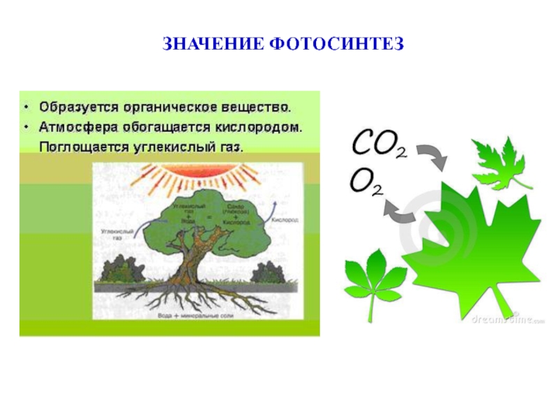 Значение фотосинтеза для растений 5 класс. Фотосинтез. Значение фотосинтеза. Схема процесса фотосинтеза. Фотосинтез 5 класс.