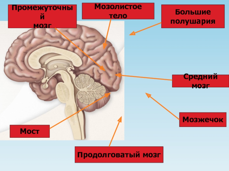 Мозолистое тело функции