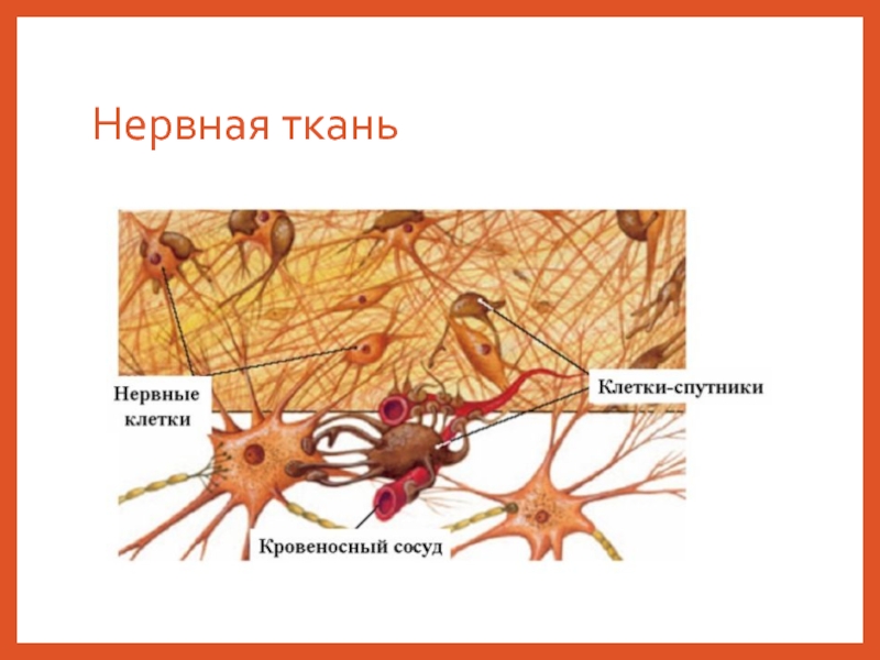 Нервная ткань состоит из собственно нервных клеток. Нервная ткань строение и функции. Тип клеток нервной клетки таблица. Нервная ткань строение ткани. Строение нервной ткани животных 5 класс биология.