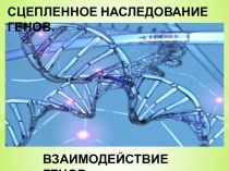 СЦЕПЛЕННОЕ НАСЛЕДОВАНИЕ ГЕНОВ.
ВЗАИМОДЕЙСТВИЕ ГЕНОВ