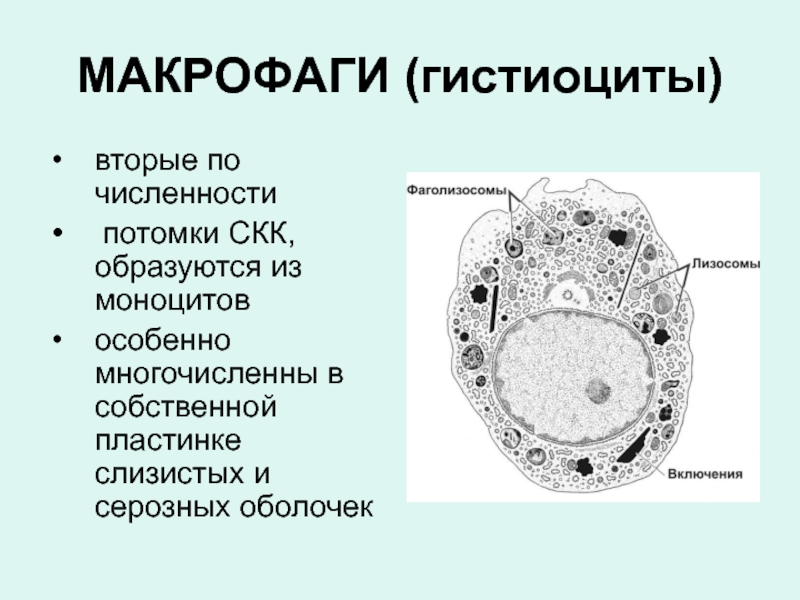 Макрофаг рисунок гистология