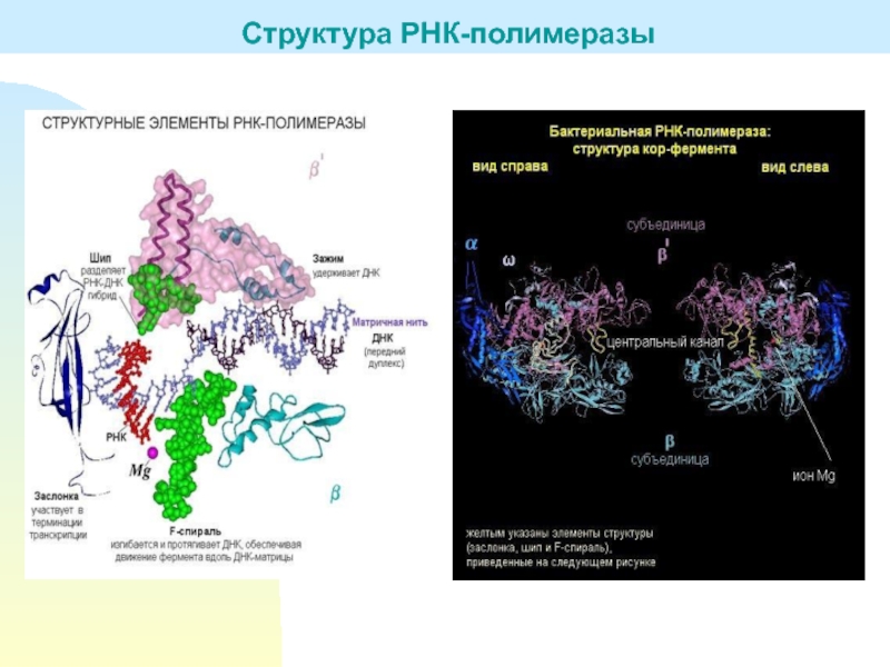 Рнк полимераза участвует. РНК полимераза прокариот строение. Структура холофермента РНК полимеразы. РНК полимераза эукариот строение. Строение РНК полимеразы у эукариот.