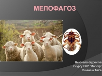 Мелофагоз