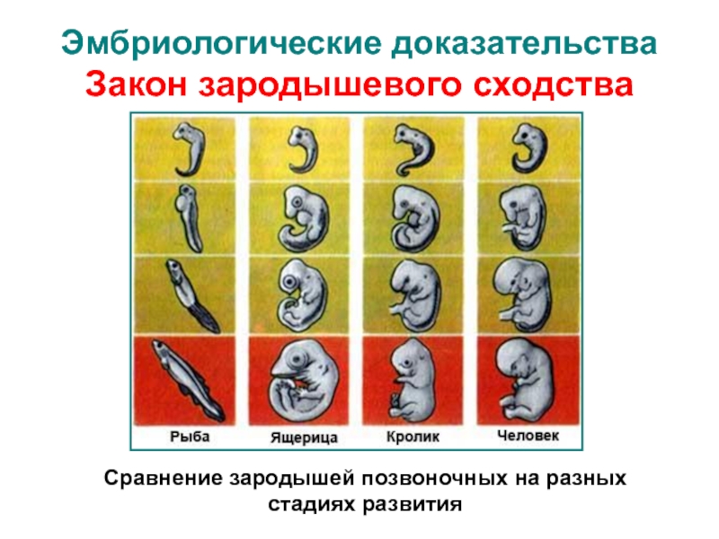 Сравните основные стадии зародышевого развития позвоночных используя рисунок 221