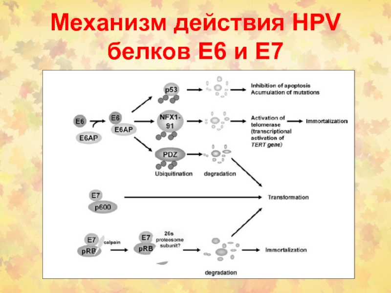 Белков е. Белок е7 ВПЧ. ВПЧ белки е6 е7. Функции белков е6 и е7 папилломавирусов. Онкобелок е7.