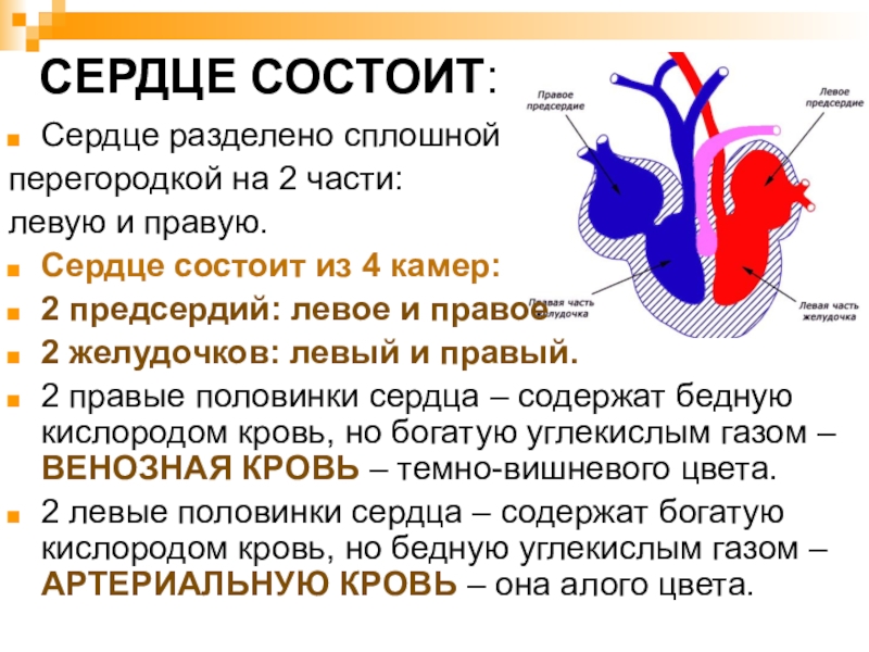 Состоящий из 2 частей. Биология 8 класс сердце строение и функции. Из чего состоит сердце человека кратко. Строение сердца человека 8 класс биология. Урок строение сердца 8 класс.