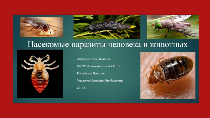 Презентация Насекомые паразиты человека и животных