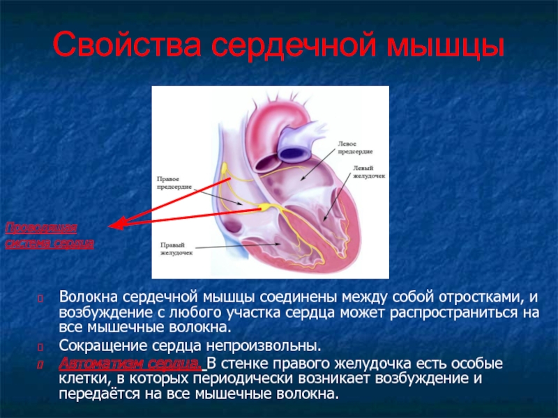 Сердечный способный. Строение мышцы сердца. Волокна сердечной мышцы. Волокна сердечных мышц.