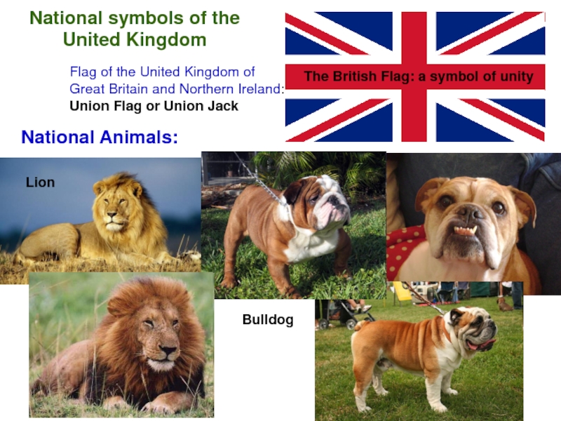 Animal uk. Животные Британии. Национальное животное Британии. Лев символ Великобритании. Символ Великобритании животное.