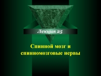 C пинной мозг и спинномозговые нервы