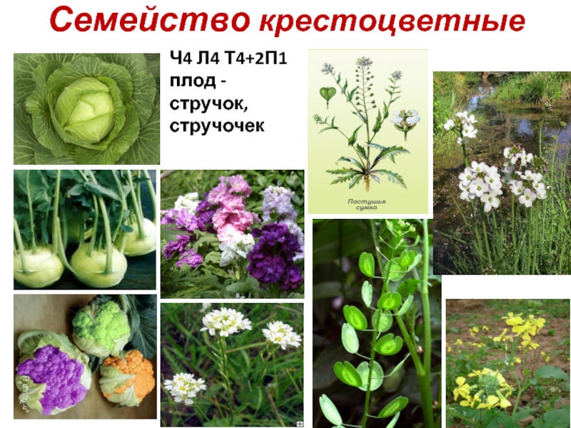 Примеры растений относящихся к капустным