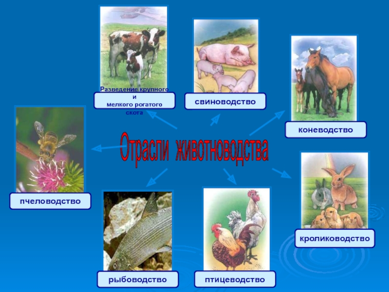 Проект по технологии животноводство