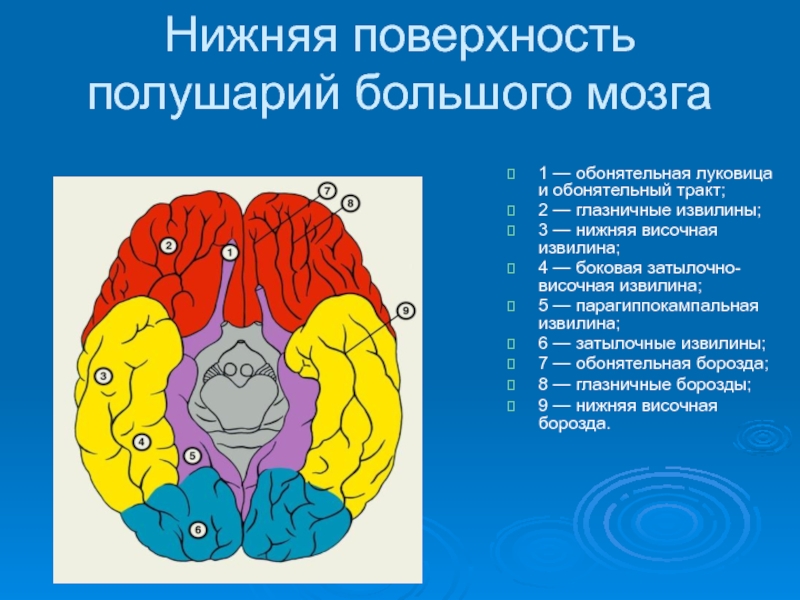 Большие полушария презентация